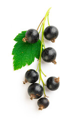 branch of fresh blackcurrant with leaves on a white background