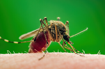 Dangerous Zika Infected Mosquito Skin Bite. Leishmaniasis, Encephalitis, Yellow Fever, Dengue, Malaria Disease, Mayaro or Zika Virus Infectious Culex Mosquito Parasite Insect Macro.