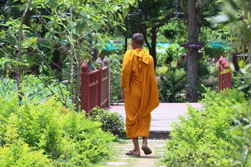 Naklejka premium Cambodia. A Buddhist monk walks in the botanical garden in Siem Reap.