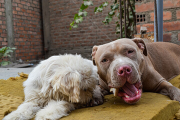 Two dogs of different breeds living together and sharing a bone. Concept of abandonment, rescue or...