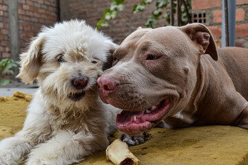 Two dogs of different breeds living together and sharing a bone. Concept of abandonment, rescue or adoption.