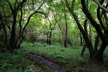 refreshing summer forest with fine path