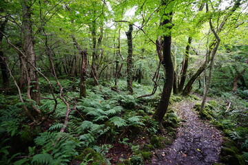 old path through mossy rocks and trees