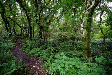 fascinating summer forest with path