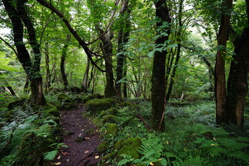 Fototapeta na wymiar old path through mossy rocks and trees