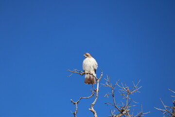 red-tailed hawk on a tree branch with blue sky