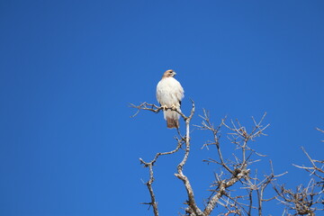 red-tailed hawk on a tree branch with blue sky