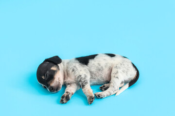 Naklejka na ściany i meble Cute sleeping puppy on light blue background