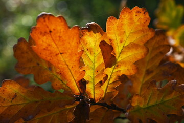 Autumn leaves
