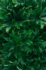 Keen sharp bush leaves of dark green color. Side view. Plant texture