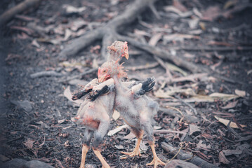 Chickens are looking for food on the field in the garden