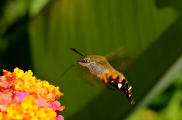 花の蜜を吸う蛾　ホシホウジャク