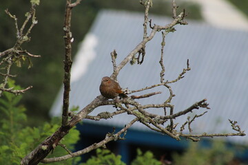 sparrow on a branch