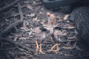 Chickens are looking for food on the field in the garden