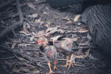 Chickens are looking for food on the field in the garden