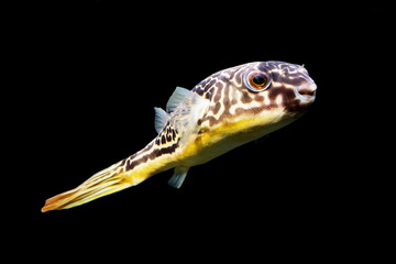 テトラオドン・ムブ  フグの仲間　黒バック