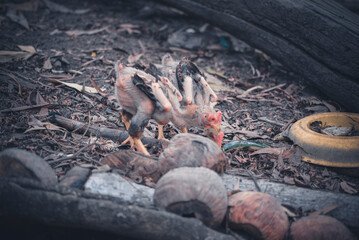 Chickens are looking for food on the field in the garden