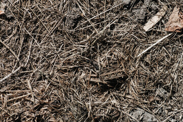 Manure compost texture close up. With a lot of dry grass blades and twigs mixed