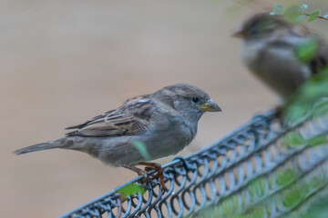 A sparrow sitting on a metal fence