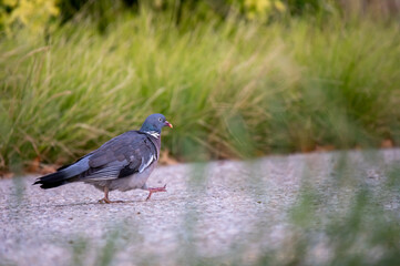 Martin pecheur , pigeon 