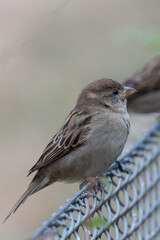 A sparrow sitting on a metal fence