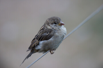 A sparrow sitting on a metal fence