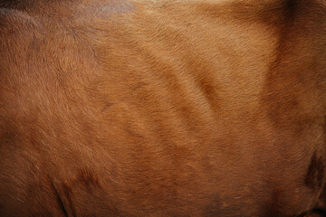 Bright brown cow hide texture. It has uniform color