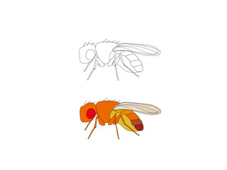 ショウジョウバエのイラスト
