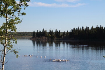 Summer On Astotin Lake, Elk Island National Park, Alberta