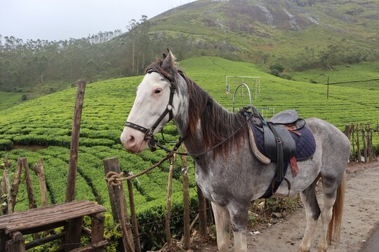 A riding horse is waiting in front of the blurred tea plants at Munnar.