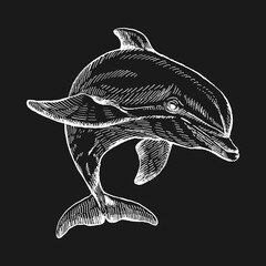 Hand drawn dolphin. Vector illustration in sketch style. Jumping dolphin © Darya