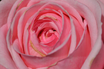 Fototapeta na wymiar Pink rose close up flower