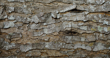 Fototapeta premium extreme close up of wood, bark detail