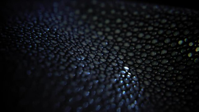 Macro shot of snake's skin in dark room, textured surface in selective focus