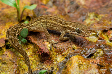 Satara gecko, hemidactylus satarensis endemic to western ghats, Satara, Maharashtra, India
