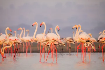 Foto op Canvas Greater flamingo, Phoenicopterus roseus, Satara, Maharashtra, India © RealityImages