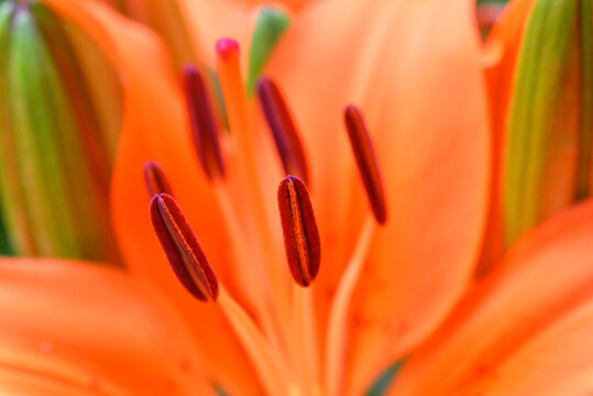 Close Up Of Orange Flower