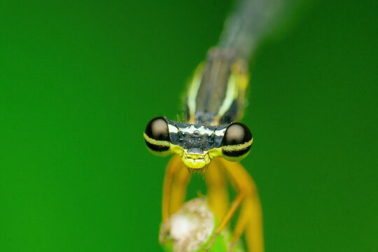 Eyes of  jewelwing Damselfly, Calopteryx maculata, Satara, Maharashtra, India