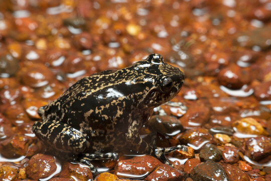 Ghate's Bush Frog, Raorchestes ghatei FEMALE, Satara, District, Maharashtra, India Endemic to Western ghats
