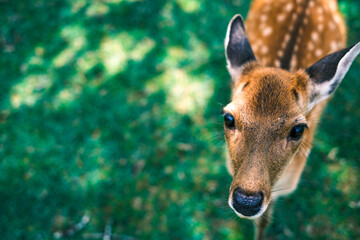 【#奈良】奈良公園の鹿
