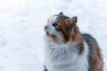 calico cat sitting on the snow
