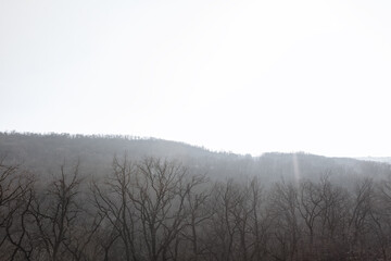 Bare trees in the spring . Springtime forest scenery 