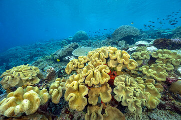 Naklejka na ściany i meble Reef scenic with leather soft corals, Leather, Sinularia sp., Raja Ampat Indonesia