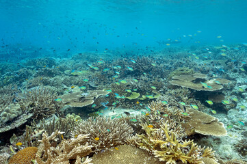 Fototapeta na wymiar Reef scenic with pristine staghorn corals, Raja Ampat West Papua Indonesia.