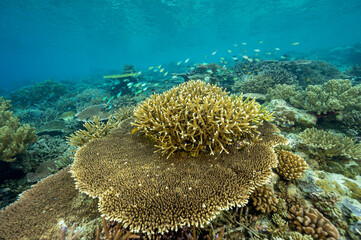 Reef scenic with pristine staghorn corals, Raja Ampat West Papua Indonesia.
