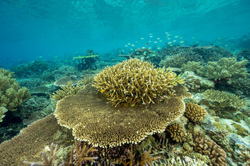 Naklejka na ściany i meble Reef scenic with pristine staghorn corals, Raja Ampat West Papua Indonesia.