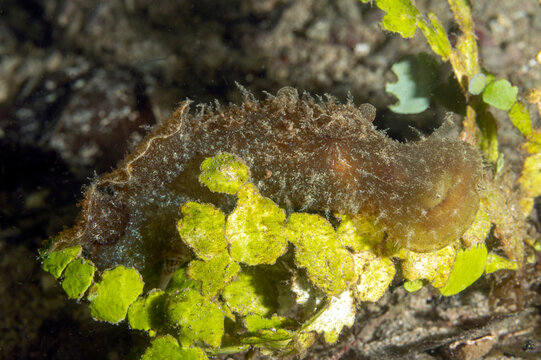 Sea slug, Melibe sp., Raja Ampat Indonesia.