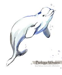 Beluga Whale isolated on white watercolor illustration - 528371372