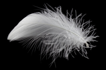 White Feather Isolated on Black Background. Swan Feather	