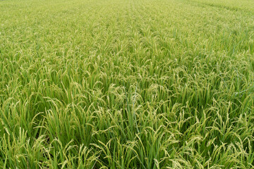 水田の風景　実りの秋